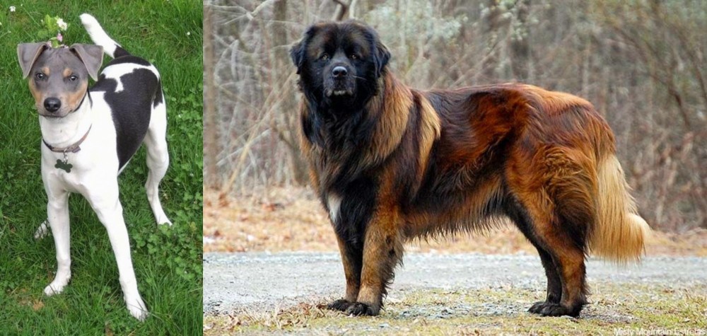Estrela Mountain Dog vs Brazilian Terrier - Breed Comparison