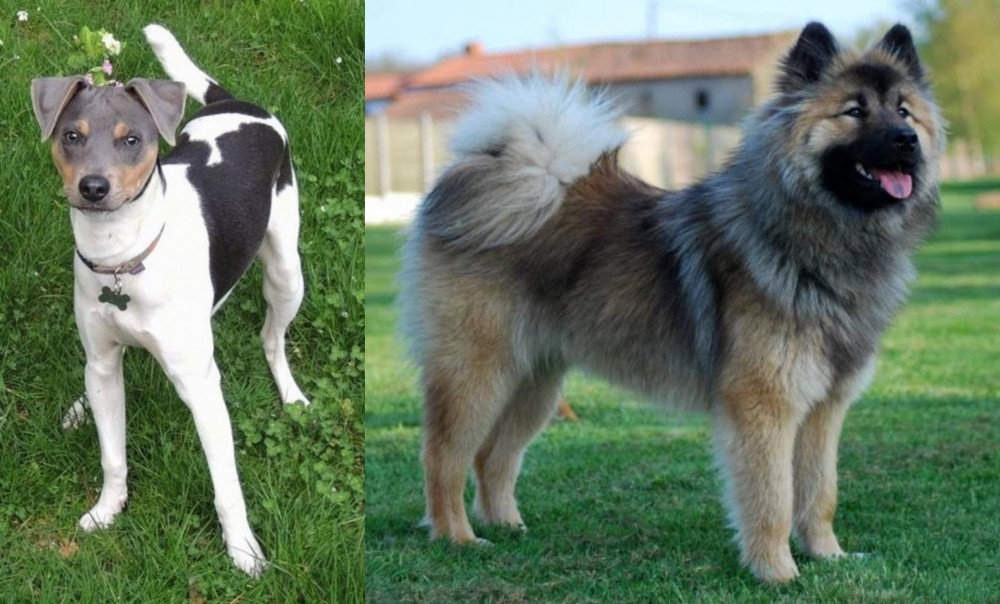 Eurasier vs Brazilian Terrier - Breed Comparison