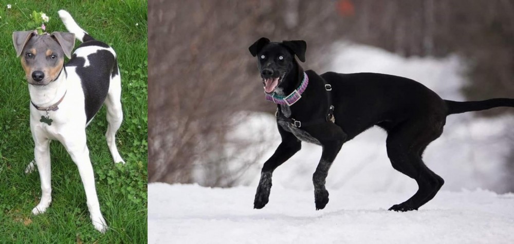 Eurohound vs Brazilian Terrier - Breed Comparison