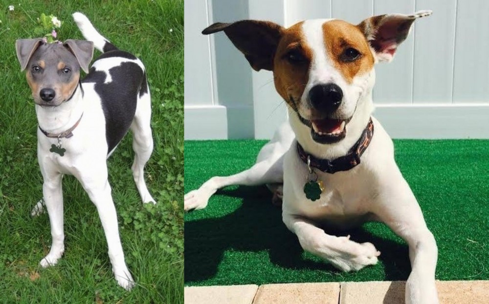 Feist vs Brazilian Terrier - Breed Comparison