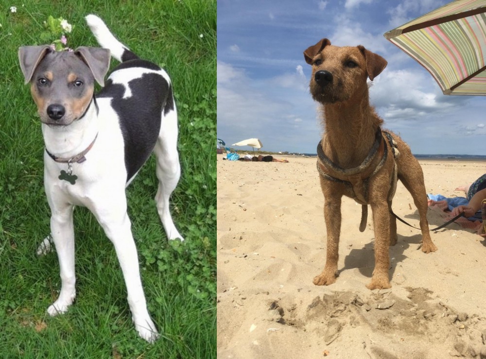 Fell Terrier vs Brazilian Terrier - Breed Comparison