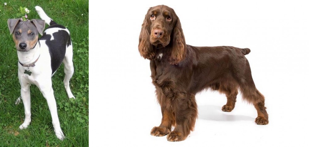 Field Spaniel vs Brazilian Terrier - Breed Comparison