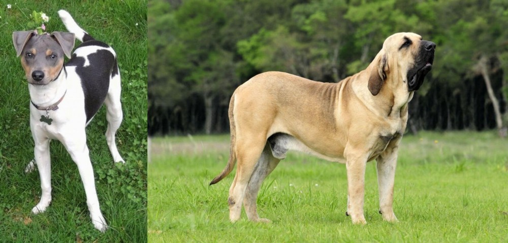 Fila Brasileiro vs Brazilian Terrier - Breed Comparison