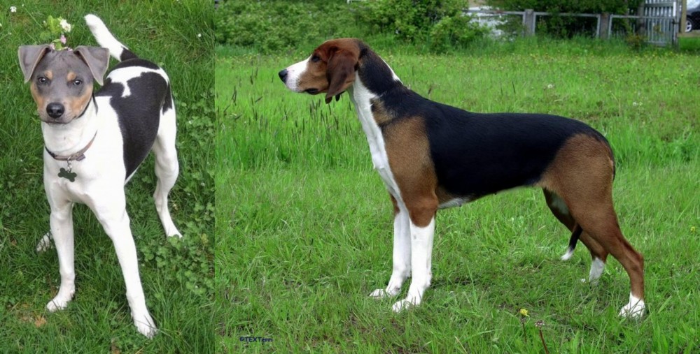 Finnish Hound vs Brazilian Terrier - Breed Comparison