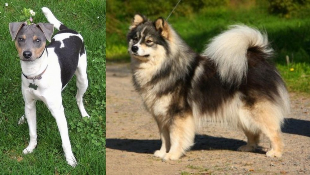 Finnish Lapphund vs Brazilian Terrier - Breed Comparison
