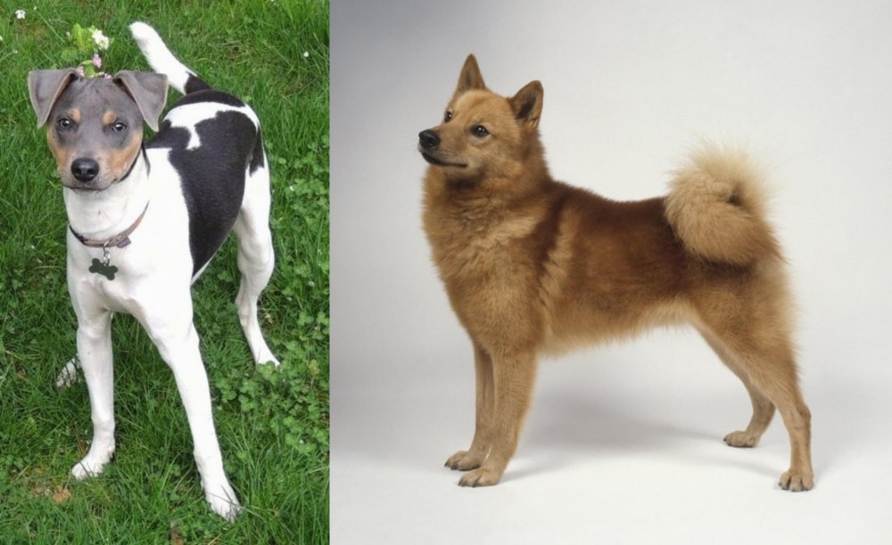 Finnish Spitz vs Brazilian Terrier - Breed Comparison