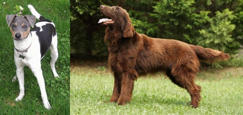 Flat-Coated Retriever vs Brazilian Terrier - Breed Comparison