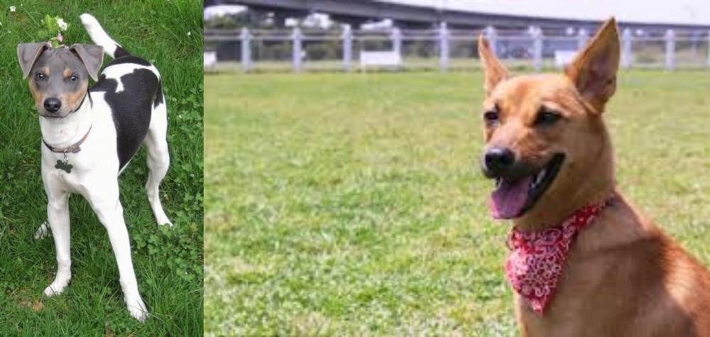 Formosan Mountain Dog vs Brazilian Terrier - Breed Comparison
