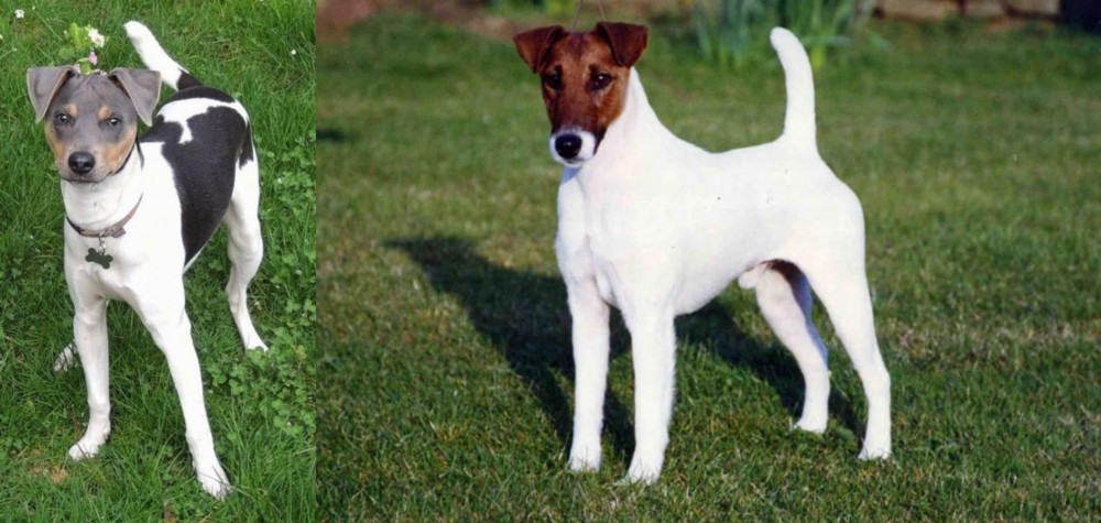 Fox Terrier (Smooth) vs Brazilian Terrier - Breed Comparison