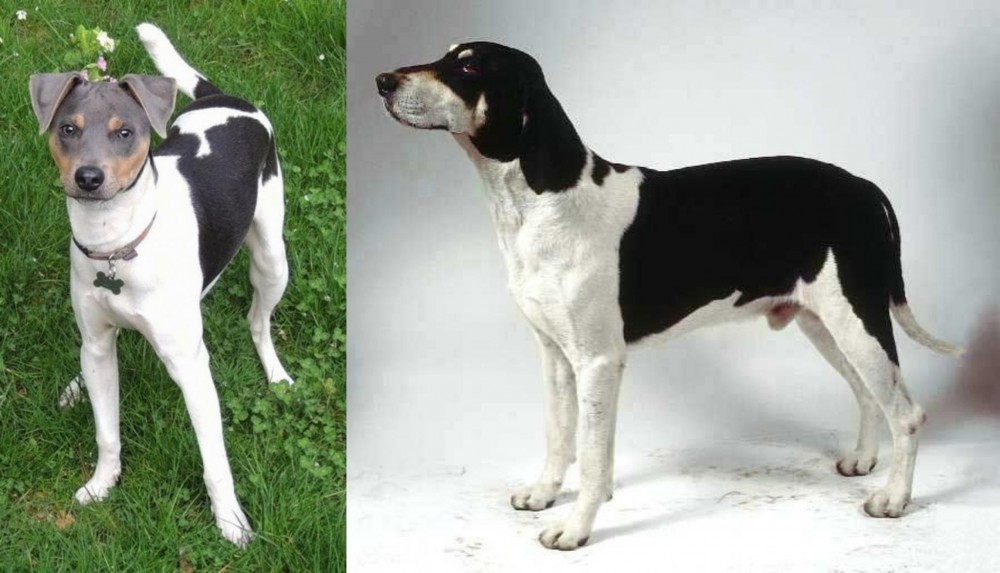 Francais Blanc et Noir vs Brazilian Terrier - Breed Comparison