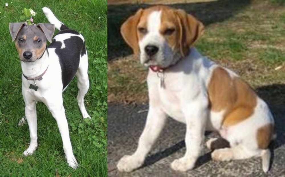 Francais Blanc et Orange vs Brazilian Terrier - Breed Comparison
