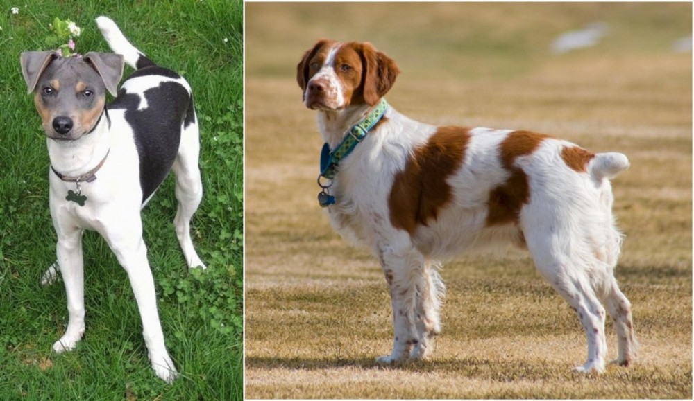 French Brittany vs Brazilian Terrier - Breed Comparison