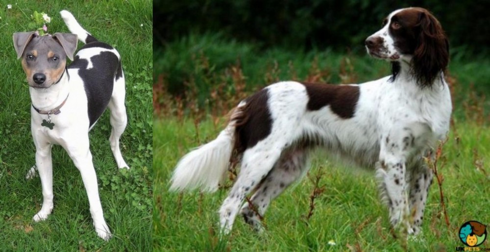 French Spaniel vs Brazilian Terrier - Breed Comparison