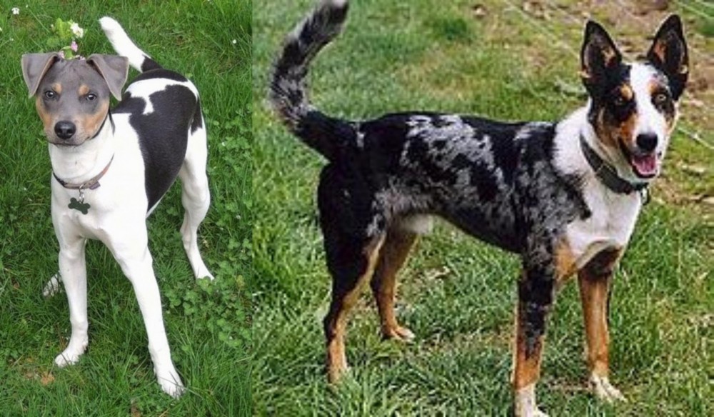 German Coolie vs Brazilian Terrier - Breed Comparison