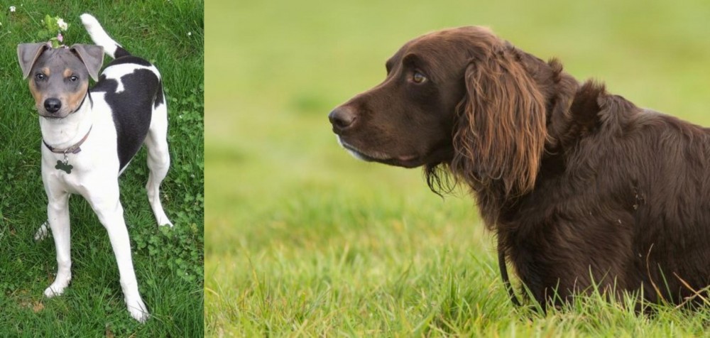 German Longhaired Pointer vs Brazilian Terrier - Breed Comparison