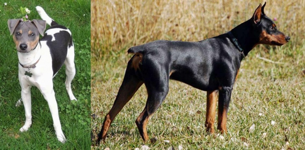 German Pinscher vs Brazilian Terrier - Breed Comparison