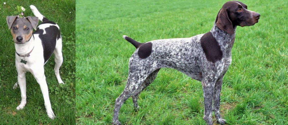 German Shorthaired Pointer vs Brazilian Terrier - Breed Comparison
