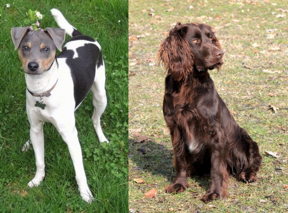 German Spaniel vs Brazilian Terrier - Breed Comparison