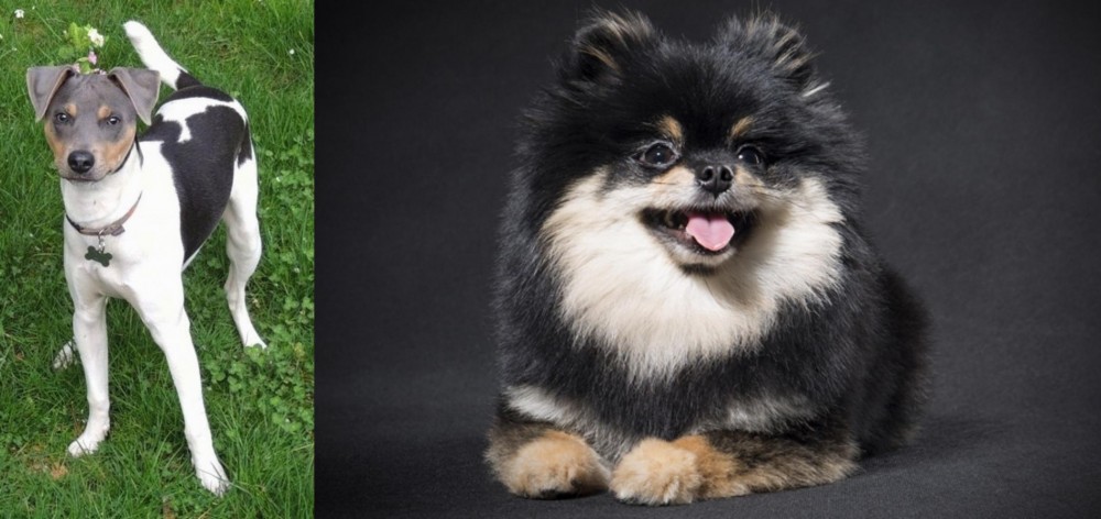 German Spitz (Klein) vs Brazilian Terrier - Breed Comparison