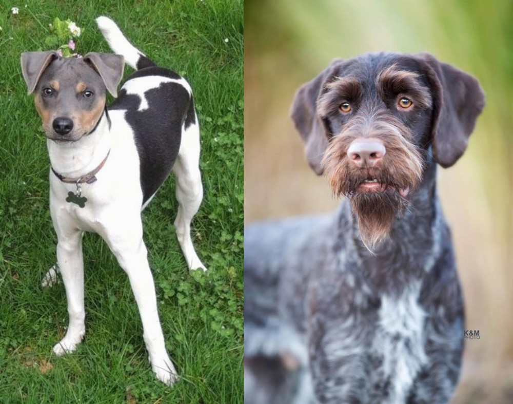 German Wirehaired Pointer vs Brazilian Terrier - Breed Comparison