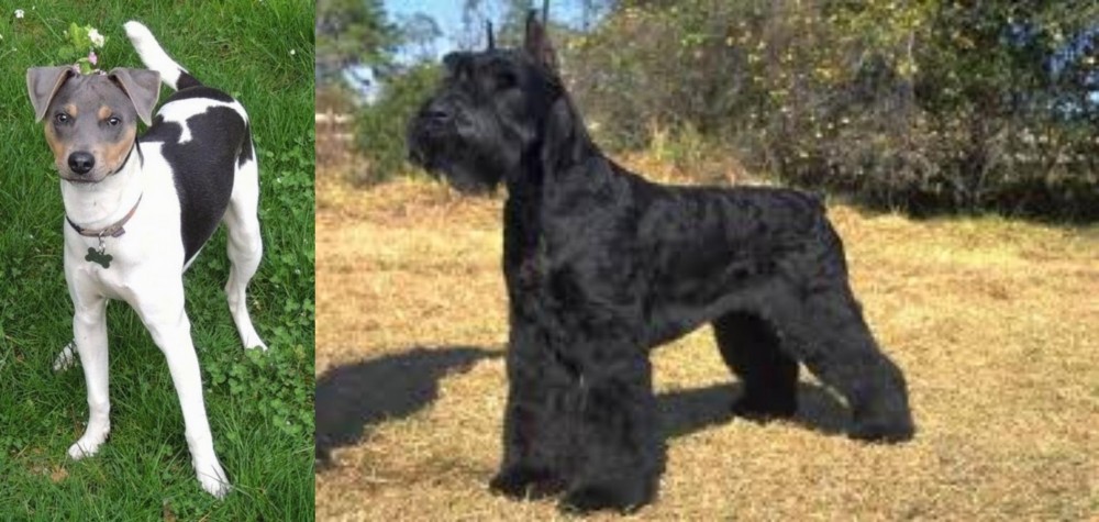 Giant Schnauzer vs Brazilian Terrier - Breed Comparison