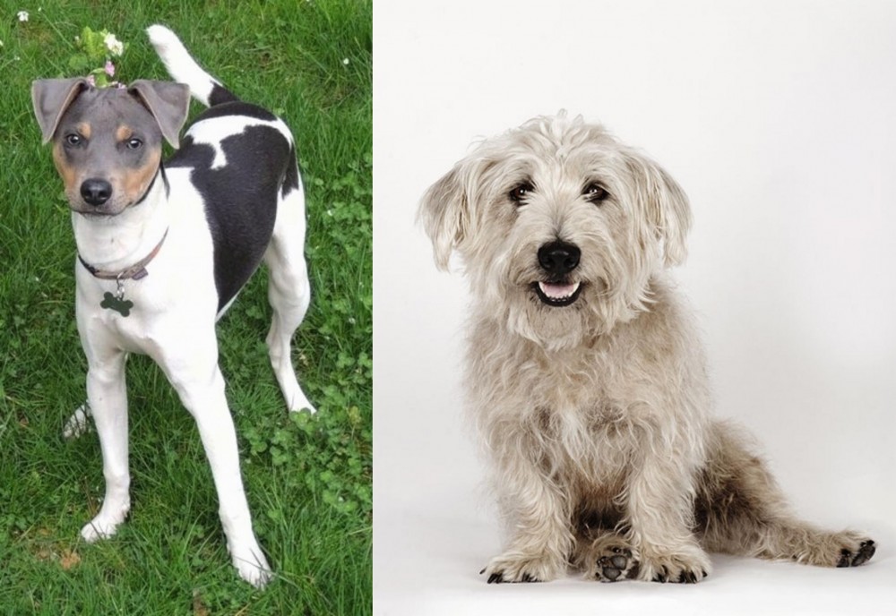 Glen of Imaal Terrier vs Brazilian Terrier - Breed Comparison
