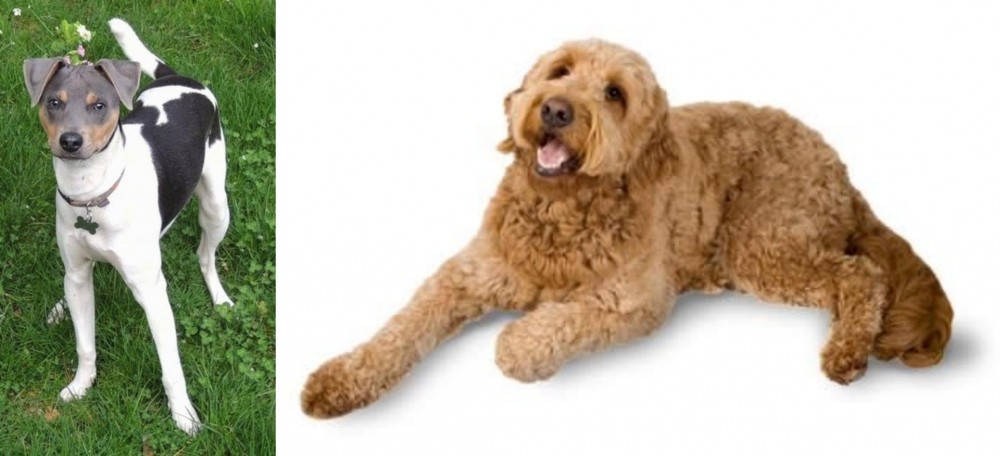 Golden Doodle vs Brazilian Terrier - Breed Comparison