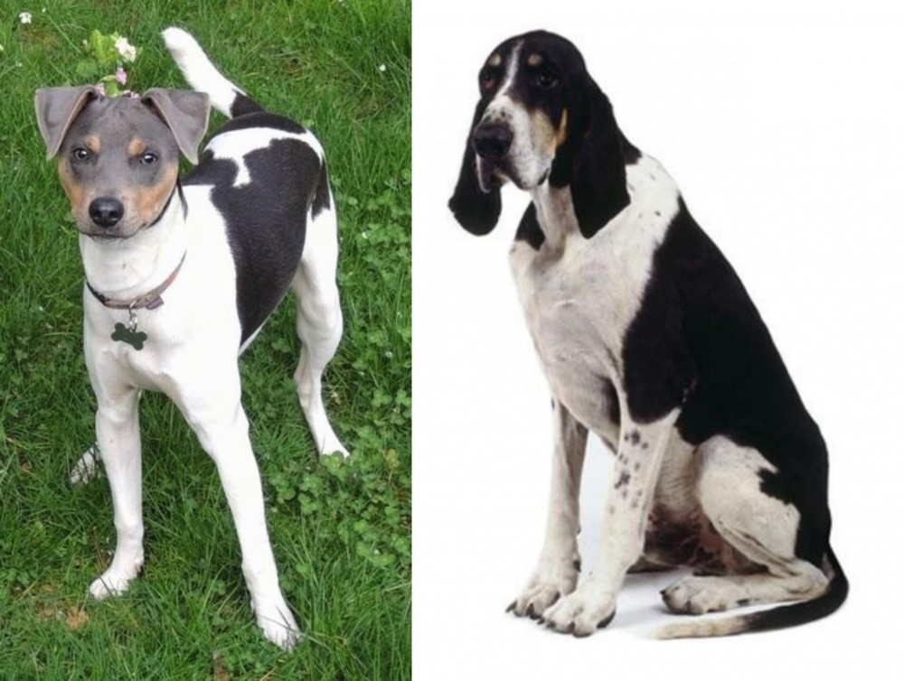 Grand Anglo-Francais Blanc et Noir vs Brazilian Terrier - Breed Comparison