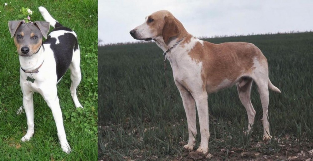 Grand Anglo-Francais Blanc et Orange vs Brazilian Terrier - Breed Comparison