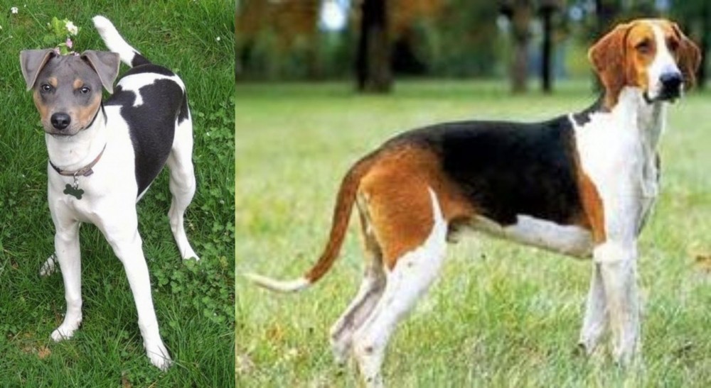 Grand Anglo-Francais Tricolore vs Brazilian Terrier - Breed Comparison