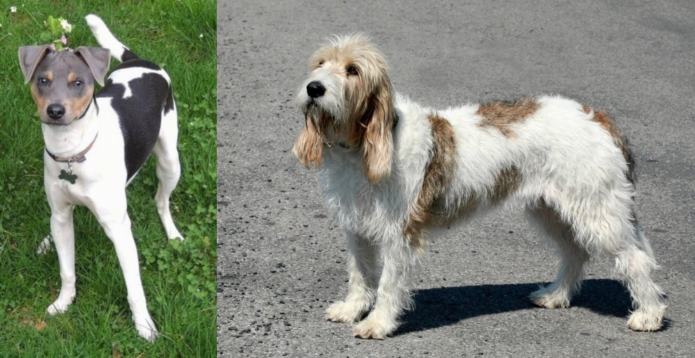 Grand Basset Griffon Vendeen vs Brazilian Terrier - Breed Comparison