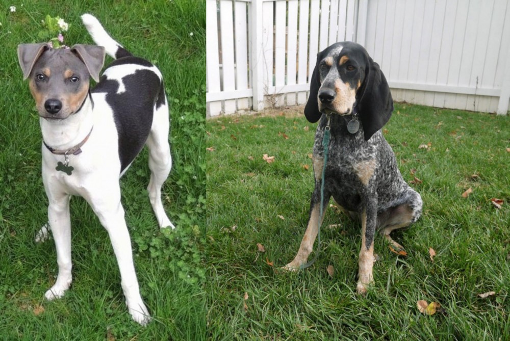 Grand Bleu de Gascogne vs Brazilian Terrier - Breed Comparison