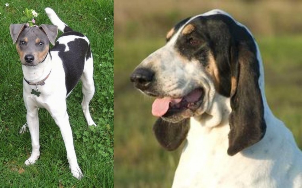 Grand Gascon Saintongeois vs Brazilian Terrier - Breed Comparison
