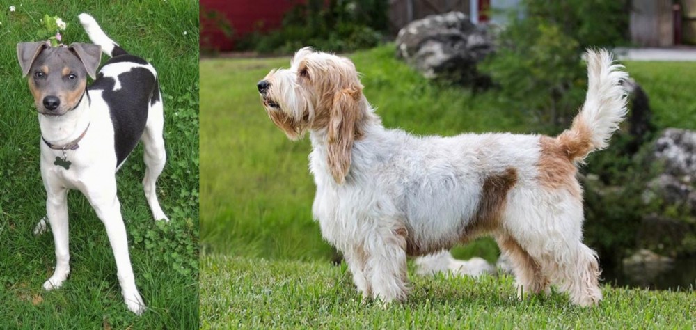 Grand Griffon Vendeen vs Brazilian Terrier - Breed Comparison