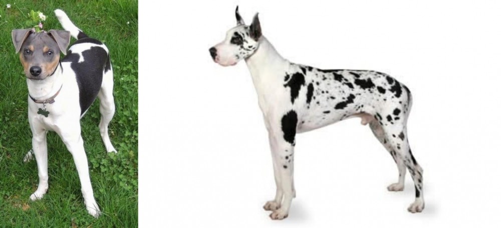 Great Dane vs Brazilian Terrier - Breed Comparison