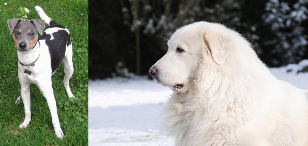 Great Pyrenees vs Brazilian Terrier - Breed Comparison