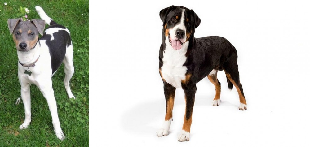 Greater Swiss Mountain Dog vs Brazilian Terrier - Breed Comparison