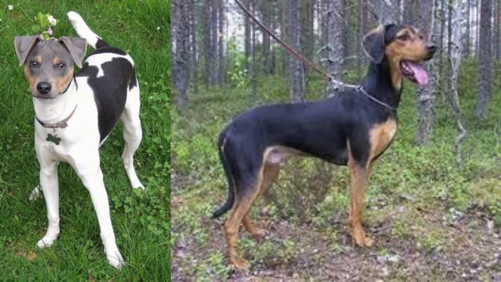 Greek Harehound vs Brazilian Terrier - Breed Comparison