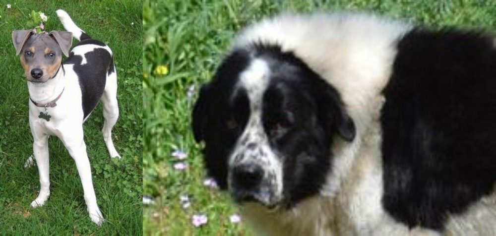 Greek Sheepdog vs Brazilian Terrier - Breed Comparison
