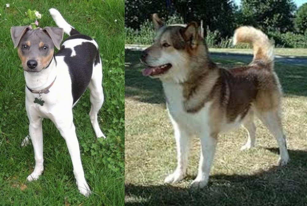 Greenland Dog vs Brazilian Terrier - Breed Comparison
