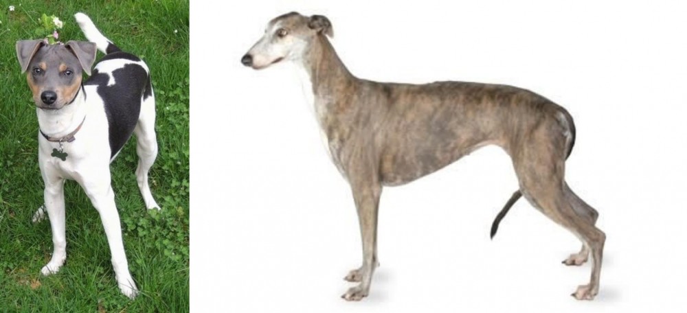 Greyhound vs Brazilian Terrier - Breed Comparison