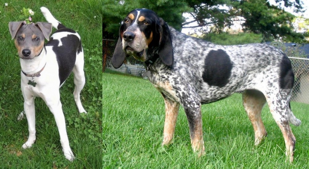Griffon Bleu de Gascogne vs Brazilian Terrier - Breed Comparison