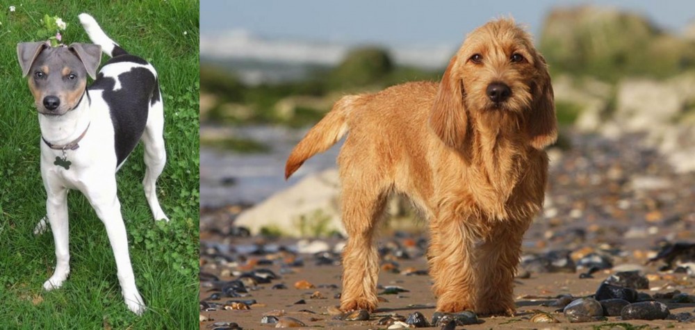 Griffon Fauve de Bretagne vs Brazilian Terrier - Breed Comparison