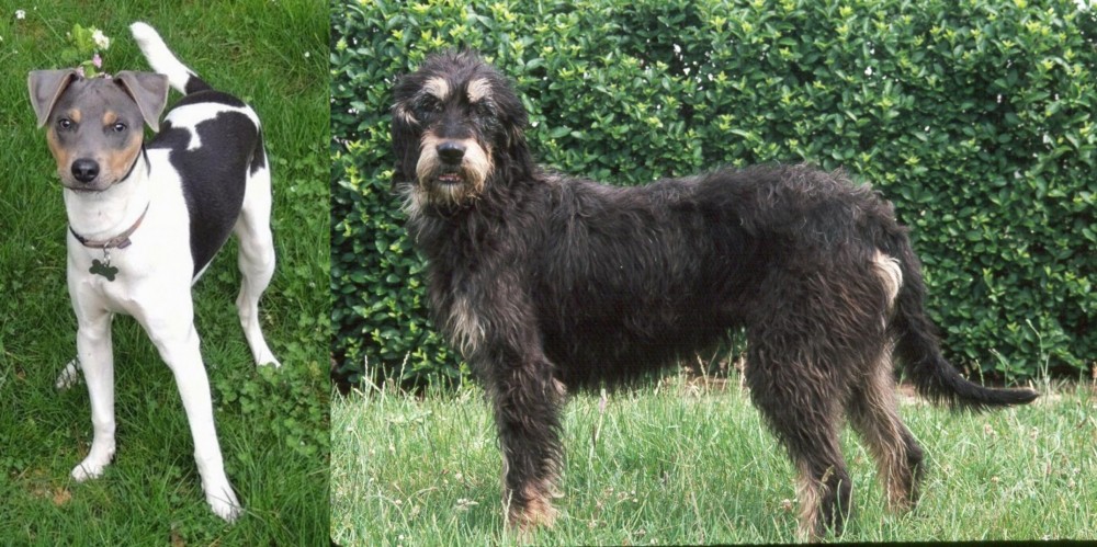 Griffon Nivernais vs Brazilian Terrier - Breed Comparison