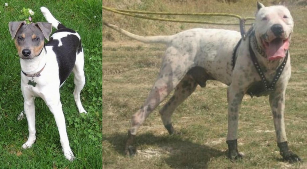 Gull Dong vs Brazilian Terrier - Breed Comparison