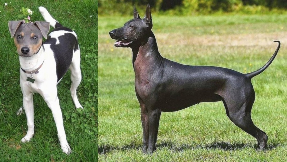 Hairless Khala vs Brazilian Terrier - Breed Comparison