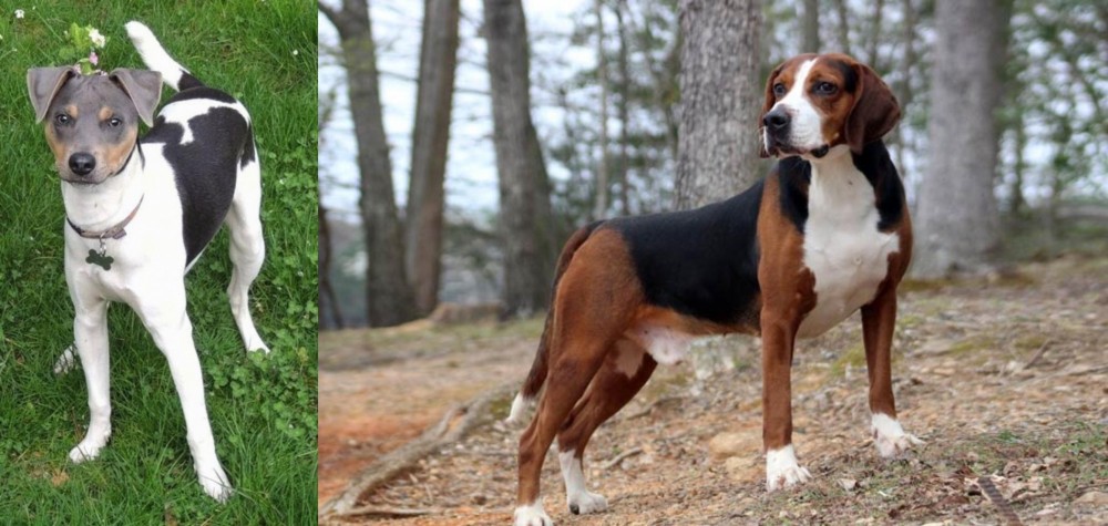 Hamiltonstovare vs Brazilian Terrier - Breed Comparison