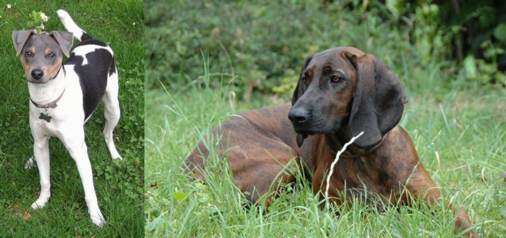Hanover Hound vs Brazilian Terrier - Breed Comparison