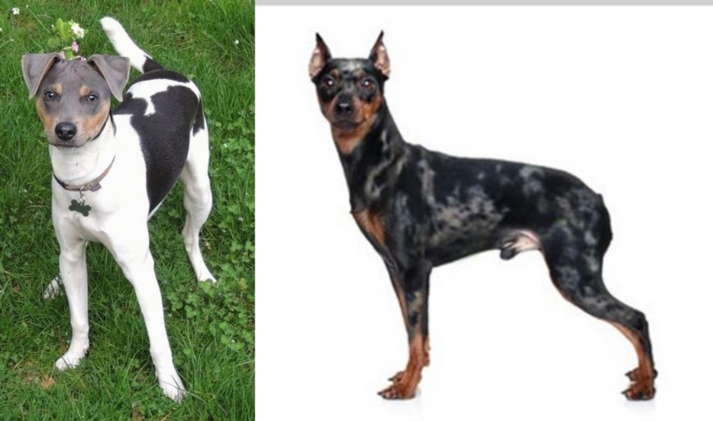 Harlequin Pinscher vs Brazilian Terrier - Breed Comparison