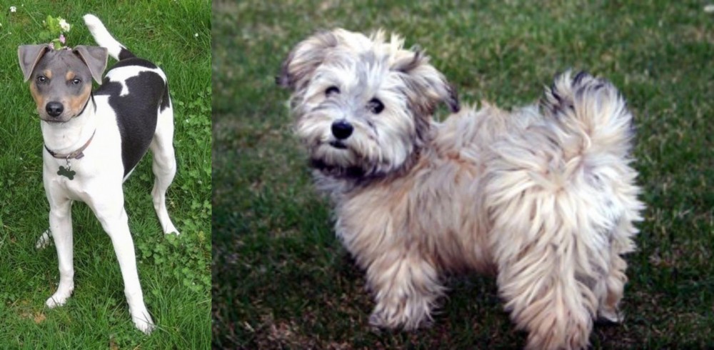 Havapoo vs Brazilian Terrier - Breed Comparison